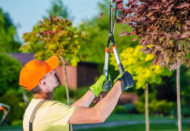professional tree care specialist during work